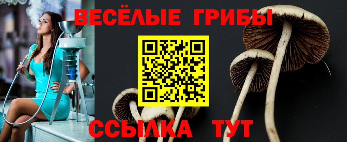 Псилоцибиновые грибы прущие грибы Сочи